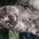 Photo de chat perdu à Lahore