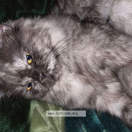 Photo 1/1 Stella Chat perdu à Lahore