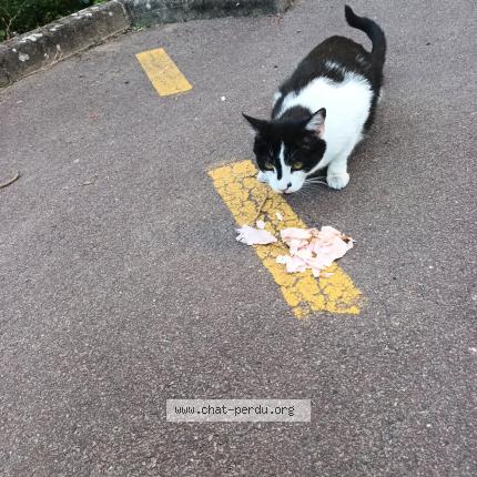 Photo 1/1 Chat trouvé Trouvé à Saint saulve