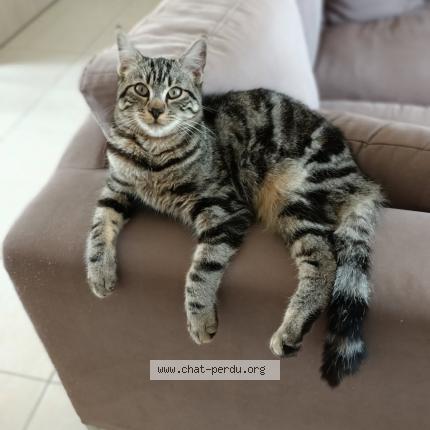 Photo 1/1 Chat retrouvé Perdu à Maulevrier Sainte Gertrude