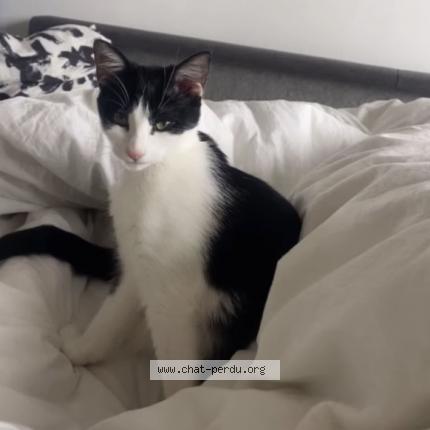 Photo 1/1 Chat retrouvé Perdu à Toulouse