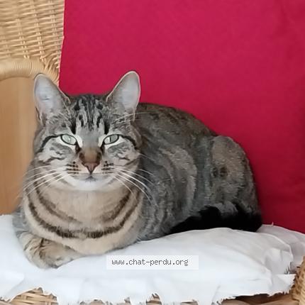 Photo 1/1 Minouchette Chat perdu à Vinezac