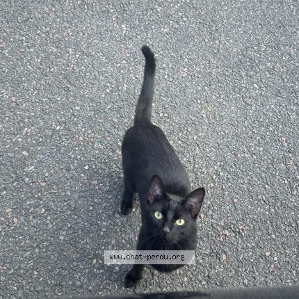 Photo de chat perdu à Grisy Suisnes