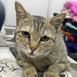 Photo de chat perdu à Ulhasnagar