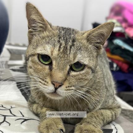 Photo 1/1 Billu Chat perdu à Ulhasnagar