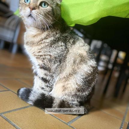 Photo de chat perdu à Vertolaye
