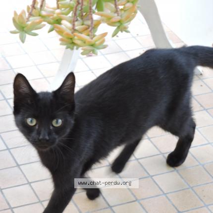 Photo de chat perdu à Panzoult