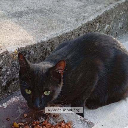 Photo 2/2 Chat retrouvé Perdu à Panzoult