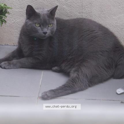 Photo de chat perdu à Saint Laurent De La Salanque