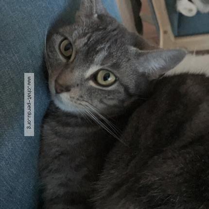 Photo 1/1 MAKI Chat perdu à Lagraulet saint nicolas