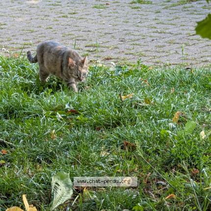 Photo de chat perdu à Belfort