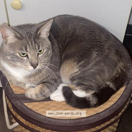 Photo 1/1 Sultan Chat perdu à Massy