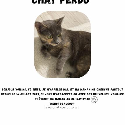 Photo 1/1 Mia Chat perdu à Illkirch