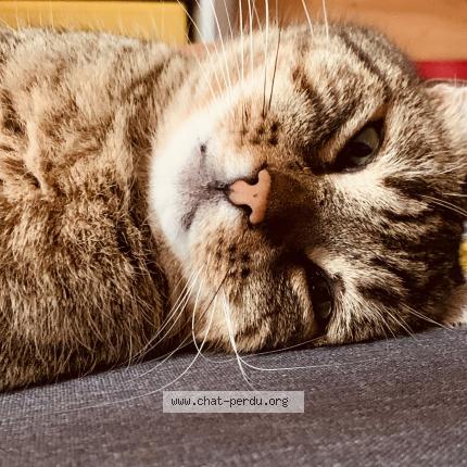 Photo de chat perdu à Guitalens L Albarede