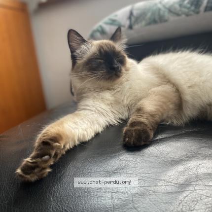 Photo 3/4 Louna Chat perdu à Chatenois