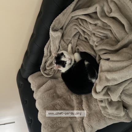 Photo de chat perdu à Clecy
