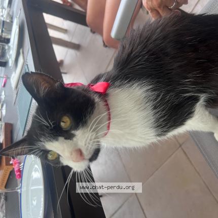 Photo 1/1 Bounty Chat perdu à Valencin