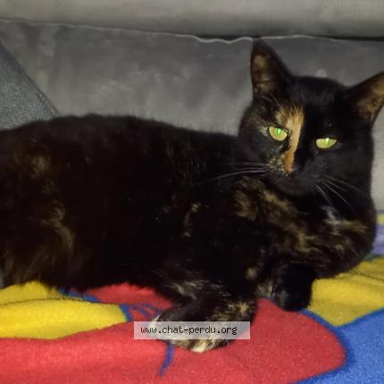 Photo de chat perdu à Rouvroy