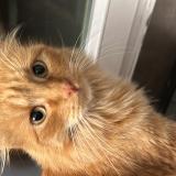 Photo de chat perdu à Plaisir