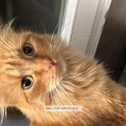 Photo 1/1 Chat retrouvé Perdu à Plaisir