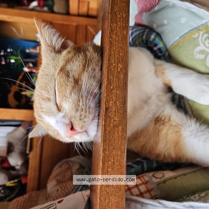 Photo 1/1 Han Chat perdu à Tabanera del monte