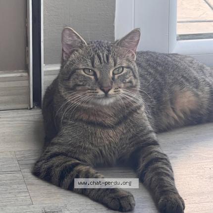 Photo 1/1 Minou Chat perdu à Meyzieu