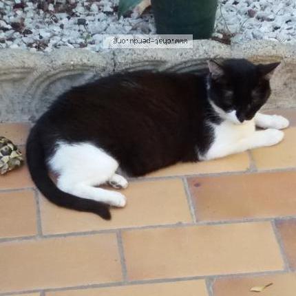 Photo 1/1 LUCRÈCE Chat perdu à Perpignan