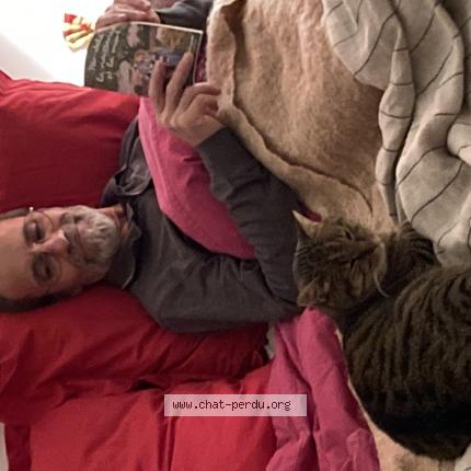 Photo de chat perdu à Greoux Les Bains