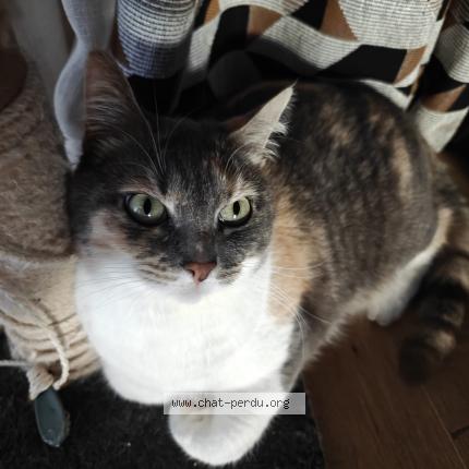 Photo 1/1 Chat retrouvé Perdu à Tremblay En France
