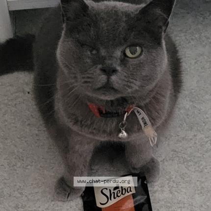 Photo de chat perdu à Sancheville