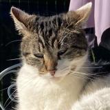 Photo de chat perdu à Pruille L Eguille