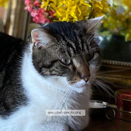 Photo 2/2 Chat retrouvé Perdu à Pruille l eguille