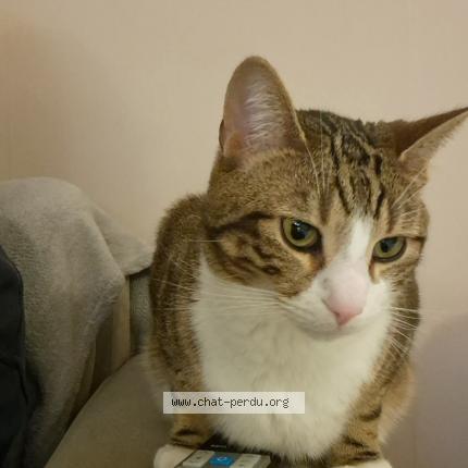 Photo 1/1 T'choupi Chat perdu à Saint etienne du rouvray