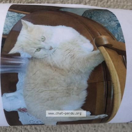 Photo 1/1 Chat retrouvé Perdu à Tours