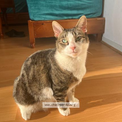 Photo 1/1 Iris Chat perdu à Renne