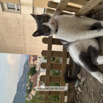La première fois que j'ai perdu mon chat J'ai perdu mon chat, que faire ? – Les ti'chats