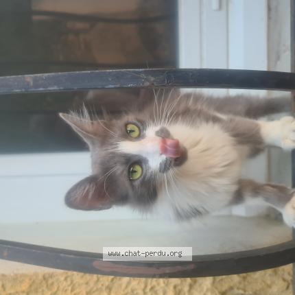 Photo de chat trouvé à Sauveterre