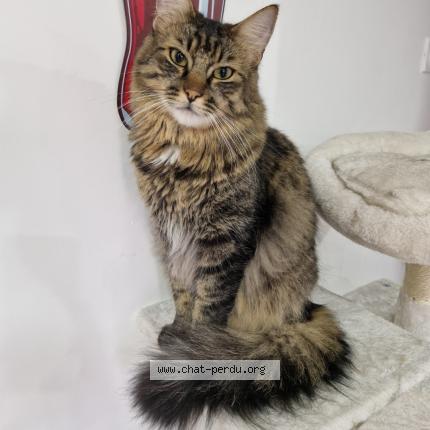 Photo 1/1 Dobby Chat perdu à Rolleville
