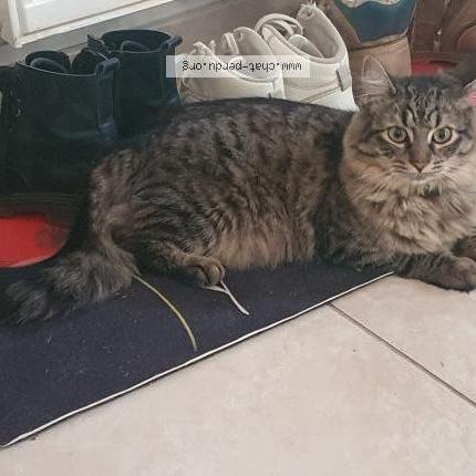 Photo 1/1 Chat retrouvé Perdu à Gemeaux