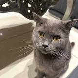 Photo de chat perdu à Etrembiere