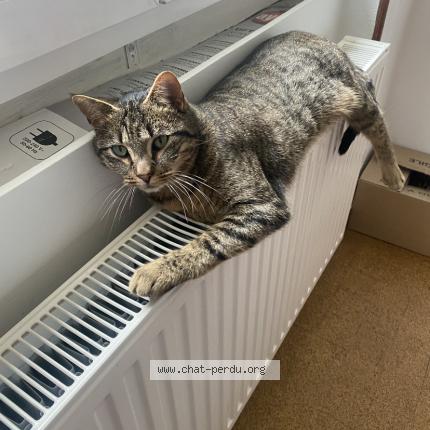 Photo 1/1 Umber Chat perdu à Feigeres