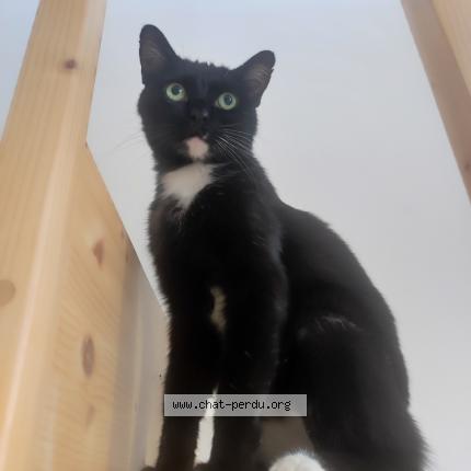 Photo 1/1 Chat retrouvé Perdu à Taulignan