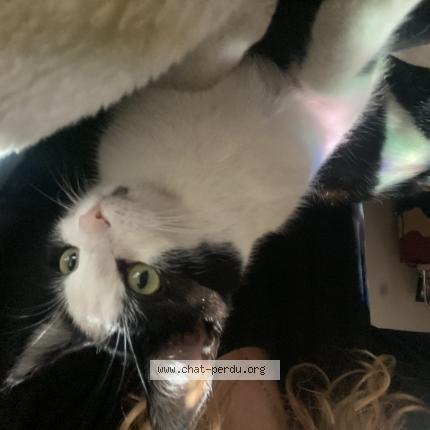 Photo 1/1 Tekna Chat perdu à Bavans