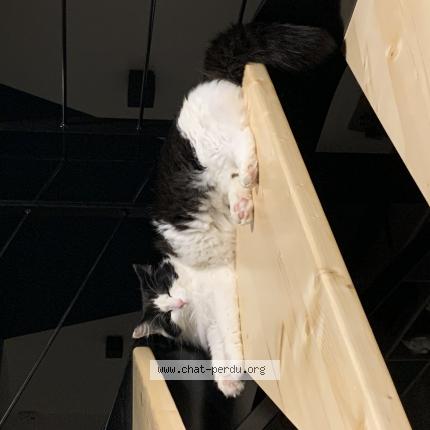 Photo de chat perdu à Chabons