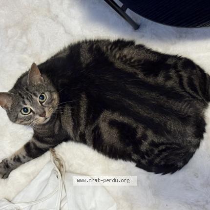 Photo de chat perdu à Asnieres Sur Seine
