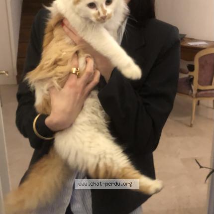 Photo 1/1 Potiron Chat perdu à Clermont ferrand