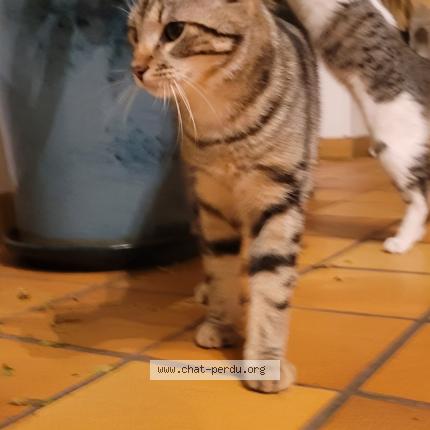 Photo 1/1 Tiru Chat perdu à Ardenay sur merize