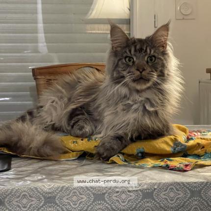 Photo de chat perdu à Saint Carne
