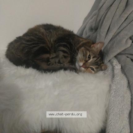 Photo de chat perdu à Guer