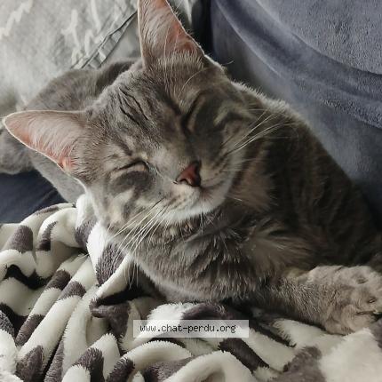 Photo de chat perdu à Lacenas